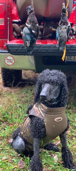 autumn shades poodles