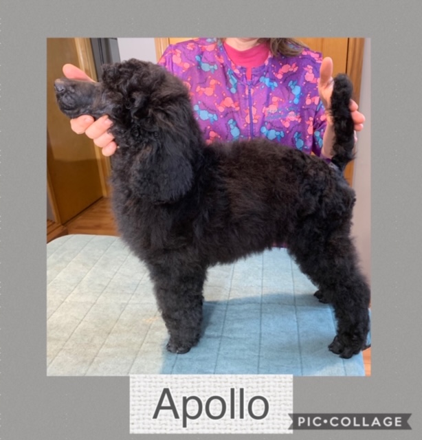 Poodle Gallery : Croton Pines Standard Poodles